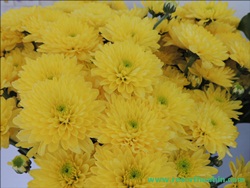 ҹѴ͡Թ Shanel LK Flower Hua Hin Thailand